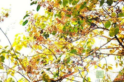 集诚信--桐树的依恋